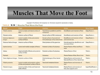 Muscles That Move the Foot 