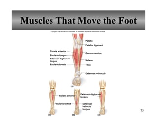 Muscles That Move the Foot Copyright © The McGraw-Hill Companies, Inc. Permission required for reproduction or display. Fibularis longus Fibularis brevis Fibularis tertius Patella Patellar ligament Gastrocnemius Soleus Extensor retinacula (a) (b) (c) (d) Tibia Tibialis anterior Extensor digitorum longus Extensor digitorum longus Tibialis anterior Extensor hallucis longus 