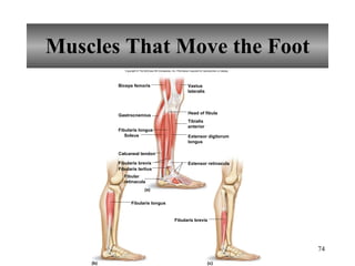 Muscles That Move the Foot Copyright © The McGraw-Hill Companies, Inc. Permission required for reproduction or display. Biceps femoris Gastrocnemius Soleus Fibularis longus Fibularis longus Calcaneal tendon Head of fibula Fibularis tertius Fibularis brevis Extensor retinacula Fibularis brevis (a) (b) (c) Vastus lateralis Tibialis anterior Extensor digitorum longus Fibular retinacula 