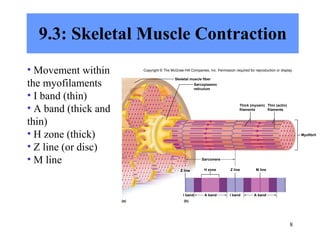 9.3: Skeletal Muscle Contraction Movement within the myofilaments I band (thin) A band (thick and thin) H zone (thick) Z line (or disc) M line Copyright © The McGraw-Hill Companies, Inc. Permission required for reproduction or display. Myofibril Sarcomere (a) Skeletal muscle fiber Z line H zone M line I band I band (b) Z line Sarcoplasmic reticulum Thick (myosin) filaments Thin (actin) filaments A band A band 