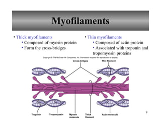 Myofilaments Thick myofilaments   Composed of myosin protein Form the cross-bridges Thin myofilaments Composed of actin protein Associated with troponin and tropomyosin proteins Copyright © The McGraw-Hill Companies, Inc. Permission required for reproduction or display. Cross-bridges Actin molecule Thin filament Myosin molecule Thick filament Troponin Tropomyosin 