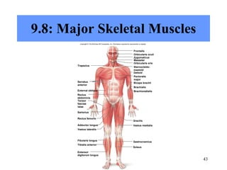 Chapter 9 Muscular System