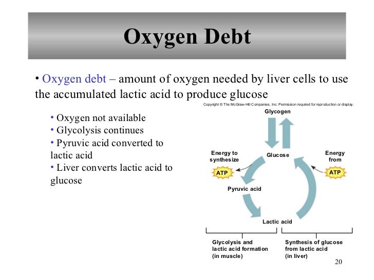 Chapter 9 Muscular System