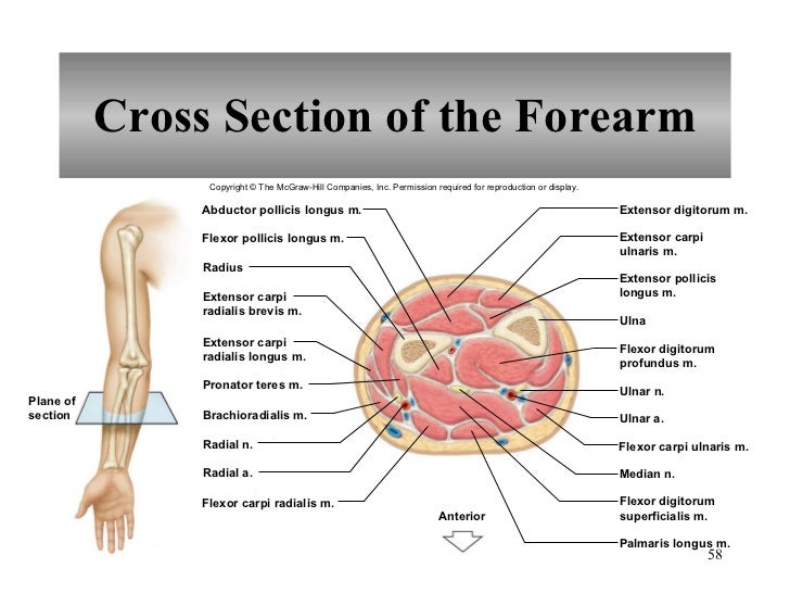 Chapter 9 Muscular System