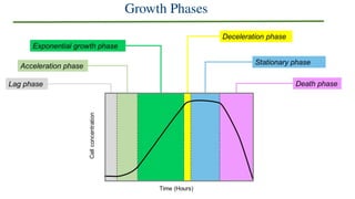 Normal Cell Growth Graph ch9 for bioprocess - cell growth kinetics | PPTX