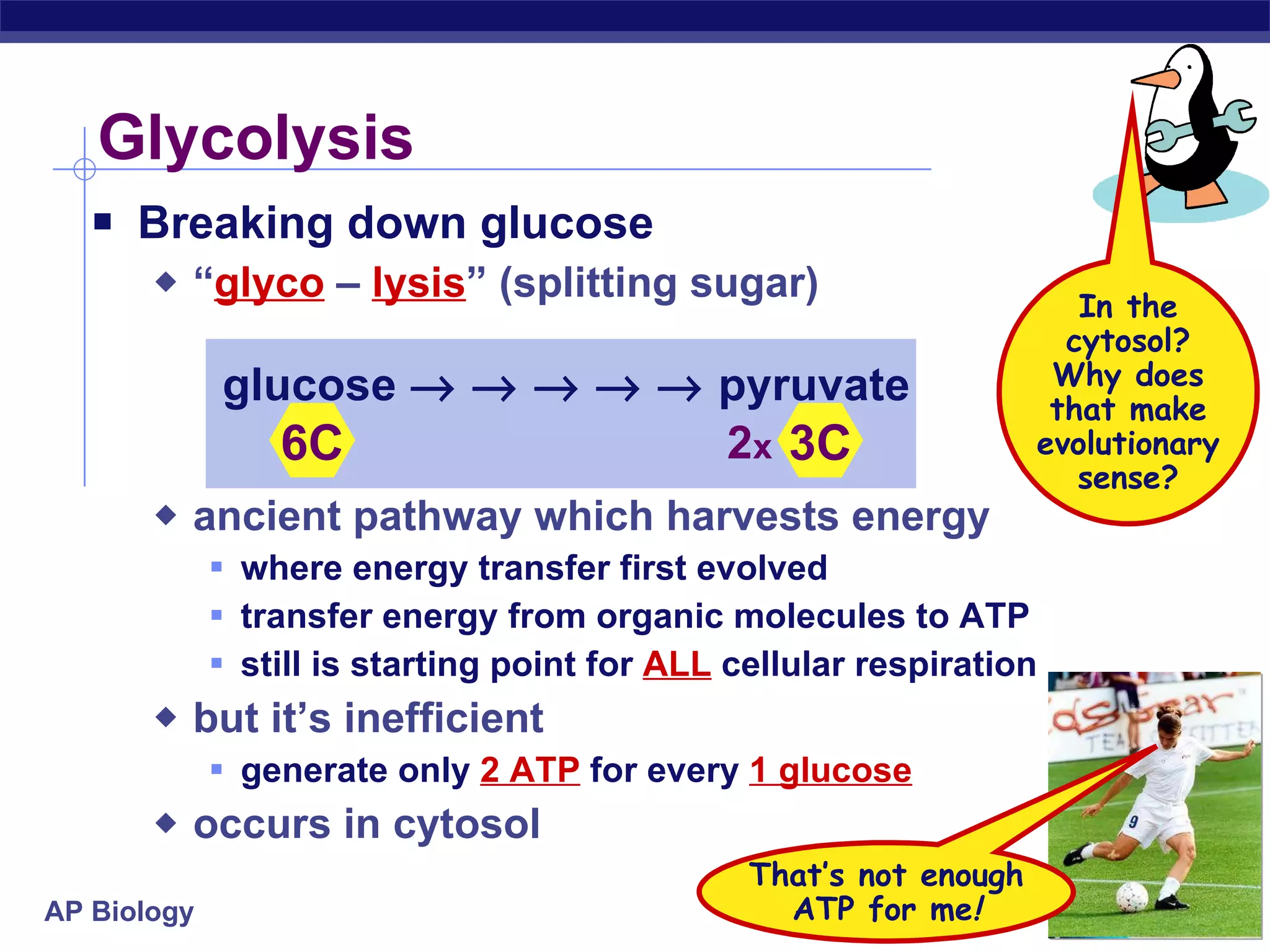Glycolysis  Breaking down glucose  “ glyco  –  lysis ” (splitting sugar) ancient pathway which harvests energy where energy transfer first evolved transfer energy from organic molecules to ATP still is starting point for  ALL  cellular respiration but it’s inefficient  generate only   2 ATP  for every  1 glucose occurs in cytosol In the cytosol? Why does that make evolutionary sense? That’s not enough ATP for me ! glucose                pyruvate 2 x 6C 3C 