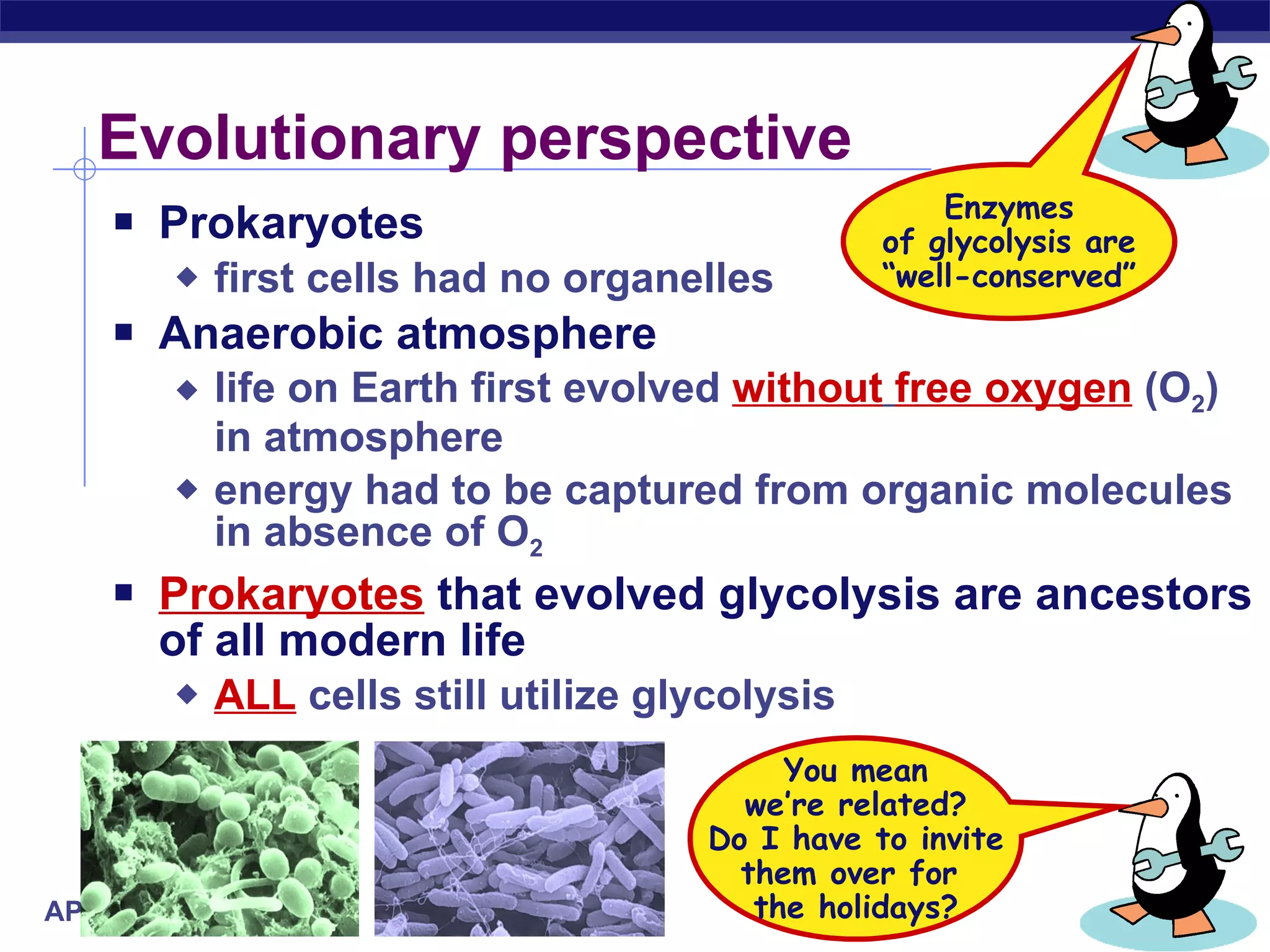 Evolutionary perspective Prokaryotes first cells had no organelles Anaerobic atmosphere life on Earth first evolved  without   free oxygen  (O 2 ) in atmosphere energy had to be captured from organic molecules in absence of O 2 Prokaryotes  that evolved glycolysis are ancestors of all modern life ALL  cells still utilize glycolysis You mean we’re related? Do I have to invite them over for  the holidays? Enzymes of glycolysis are “well-conserved” 