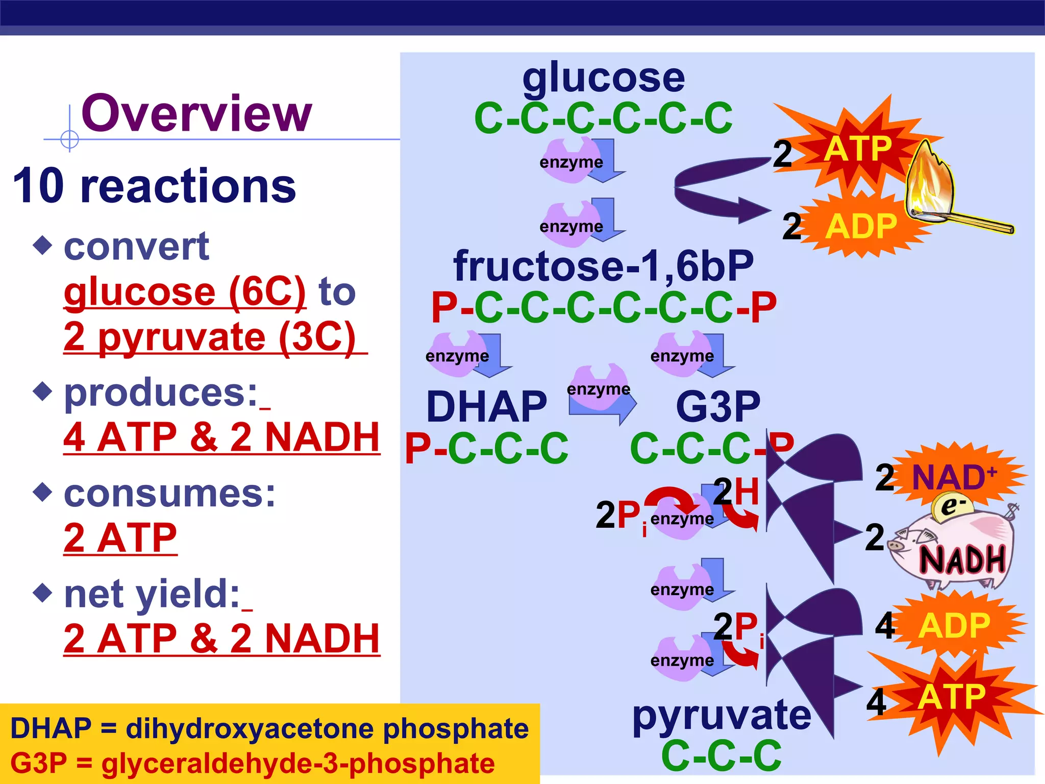 10 reactions convert  glucose (6C)   to  2 pyruvate (3C)  produces:   4 ATP & 2 NADH consumes: 2 ATP net yield:   2 ATP & 2 NADH Overview glucose C-C-C-C-C-C fructose-1,6bP P- C-C-C-C-C-C -P DHAP P- C-C-C G3P C-C-C -P pyruvate C-C-C DHAP = dihydroxyacetone phosphate G3P = glyceraldehyde-3-phosphate ATP 2 ADP 2 ATP 4 ADP 4 NAD + 2 2 P i enzyme enzyme enzyme enzyme enzyme enzyme enzyme enzyme 2 P i 2 H 2 