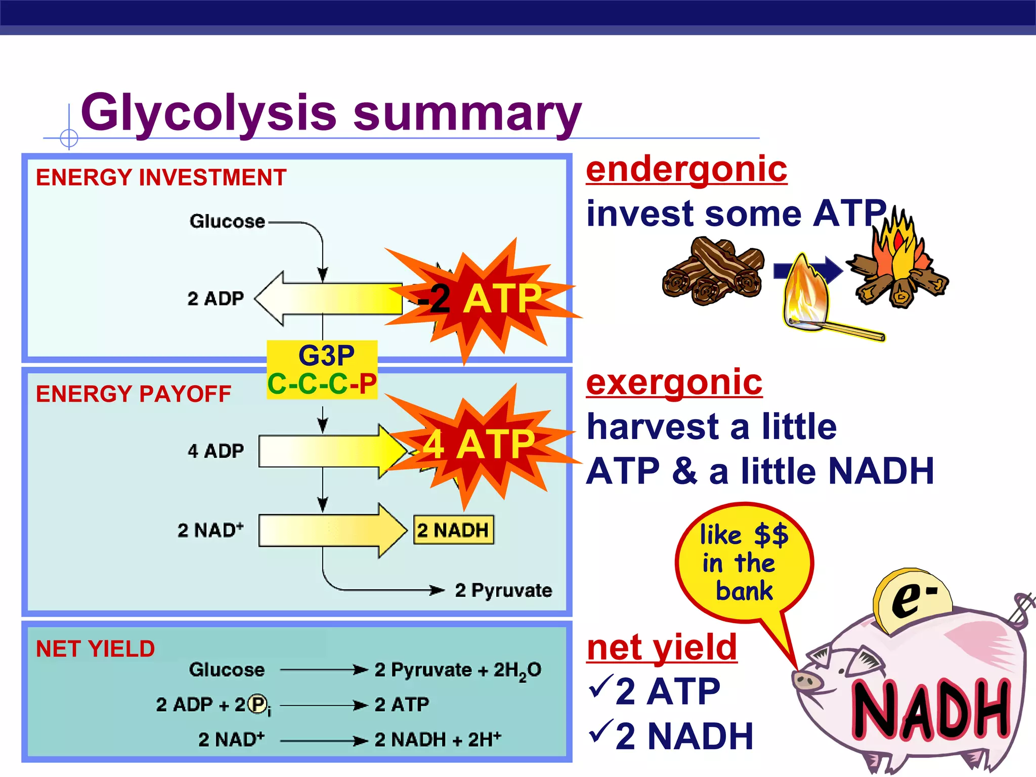 Glycolysis summary  endergonic invest some ATP exergonic harvest a little  ATP & a little NADH net yield 2 ATP 2 NADH 4 ATP ENERGY INVESTMENT ENERGY PAYOFF G3P C-C-C -P NET YIELD like $$ in the  bank -2  ATP 