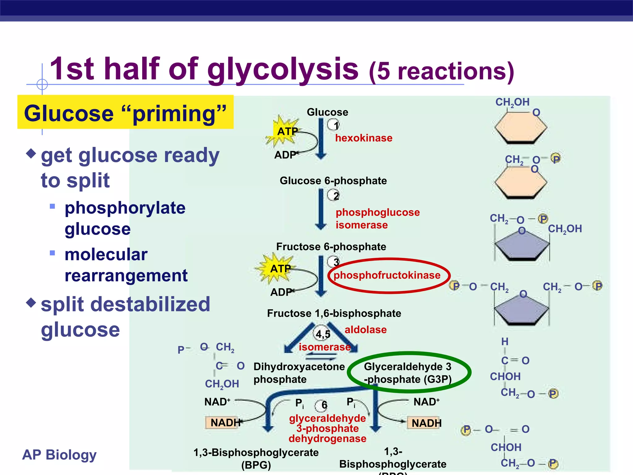 1st half of glycolysis  (5 reactions) P i 3 6 4,5 ADP NAD + Glucose hexokinase phosphoglucose isomerase phosphofructokinase Glyceraldehyde 3 -phosphate (G3P) Dihydroxyacetone phosphate Glucose 6-phosphate Fructose 6-phosphate Fructose 1,6-bisphosphate isomerase glyceraldehyde 3-phosphate dehydrogenase aldolase 1,3-Bisphosphoglycerate (BPG) 1,3-Bisphosphoglycerate (BPG) 1 2 ATP ADP ATP NADH NAD + NADH P i CH 2 C O CH 2 OH P O CH 2 O P O CHOH C CH 2 O P O CHOH CH 2 O P O CH 2 O P  O P O CH 2 H CH 2 OH O CH 2 P O O CH 2 OH P O Glucose “priming” get glucose ready to split phosphorylate glucose  molecular rearrangement split destabilized glucose 