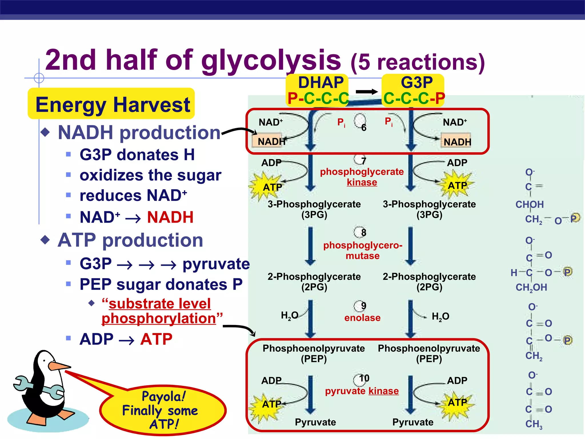 2nd half of glycolysis  (5 reactions) NADH production G3P donates H oxidizes the sugar reduces NAD + NAD +      NADH ATP production G3P          pyruvate PEP sugar donates P “ substrate level phosphorylation ” ADP     ATP Payola ! Finally some  ATP ! 7 8 H 2 O 9 10 ADP ATP 3-Phosphoglycerate (3PG) 3-Phosphoglycerate (3PG) 2-Phosphoglycerate (2PG) 2-Phosphoglycerate (2PG) Phosphoenolpyruvate (PEP) Phosphoenolpyruvate (PEP) Pyruvate Pyruvate phosphoglycerate kinase phosphoglycero- mutase enolase pyruvate  kinase ADP ATP ADP ATP ADP ATP H 2 O CH 2 OH CH 3 CH 2 O - O C P H CHOH O - O - O - C C C C C C P P O O O O O O CH 2 NAD + NADH NAD + NADH Energy Harvest G3P C-C-C -P P i P i 6 DHAP P- C-C-C 