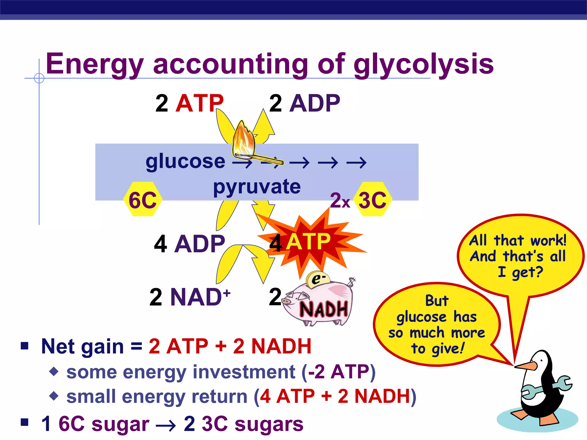 Energy accounting of glycolysis  Net gain =  2 ATP + 2 NADH some energy investment ( -2 ATP ) small energy return ( 4 ATP + 2 NADH ) 1  6C sugar     2  3C sugars glucose                pyruvate 2 x 6C 3C All that work!  And that’s all  I get? But glucose has so much more to give ! 2  ATP 2  ADP 4  ADP ATP 4 2  NAD + 2 