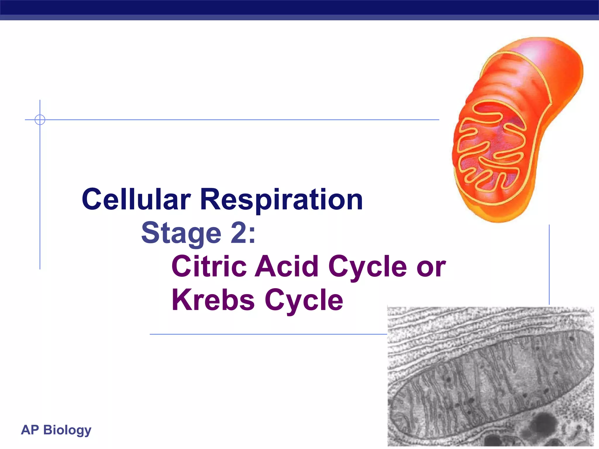 Cellular Respiration Stage 2: Citric Acid Cycle or Krebs Cycle 2006-2007 