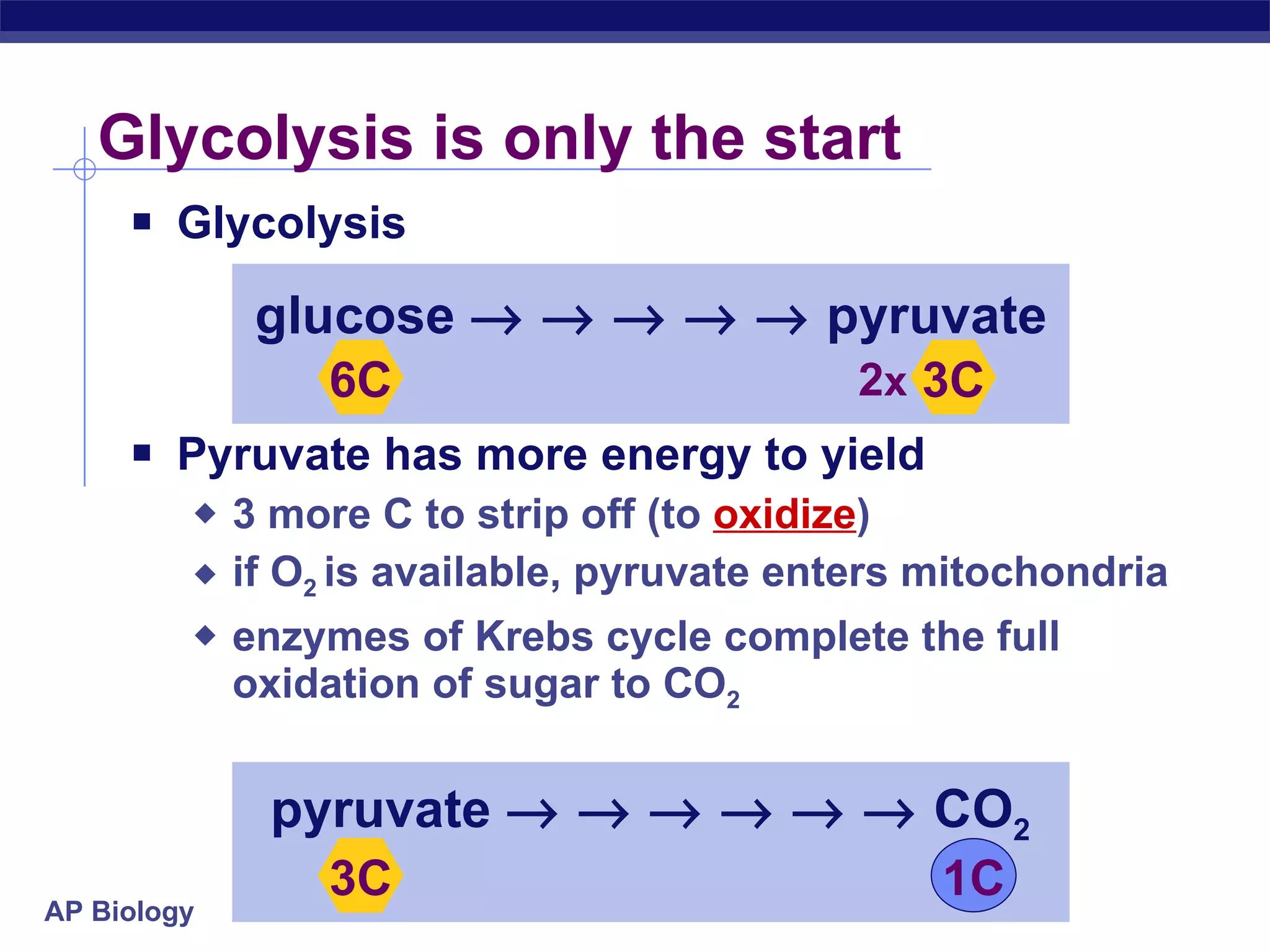 Glycolysis is only the start Glycolysis Pyruvate has more energy to yield 3 more C to strip off (to  oxidize ) if O 2  is available, pyruvate enters mitochondria enzymes of Krebs cycle complete the full oxidation of sugar to CO 2 3C 1C pyruvate                   CO 2 2 x 6C 3C glucose                pyruvate 