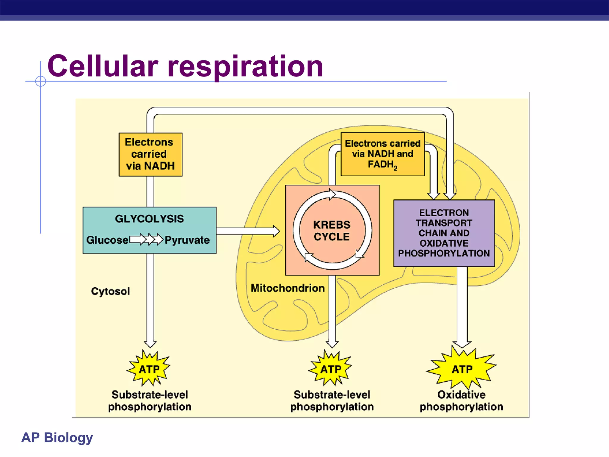 Cellular respiration 