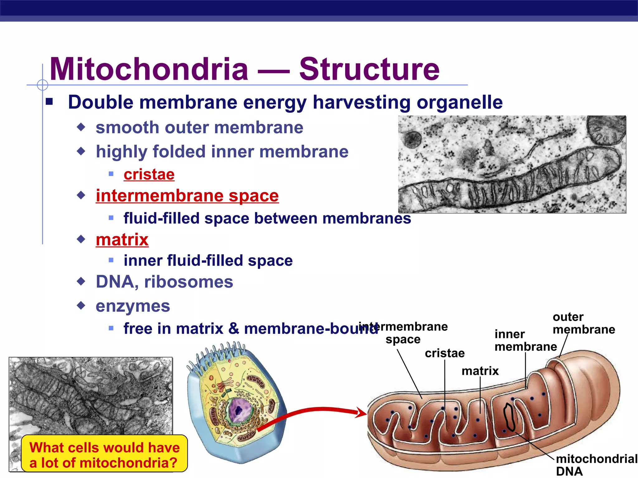 Mitochondria — Structure Double membrane energy harvesting organelle smooth outer membrane highly folded inner membrane cristae intermembrane space fluid-filled space between membranes matrix inner fluid-filled space DNA, ribosomes enzymes free in matrix & membrane-bound  What cells would have a lot of mitochondria? intermembrane space inner membrane  outer membrane  matrix cristae mitochondrial DNA 