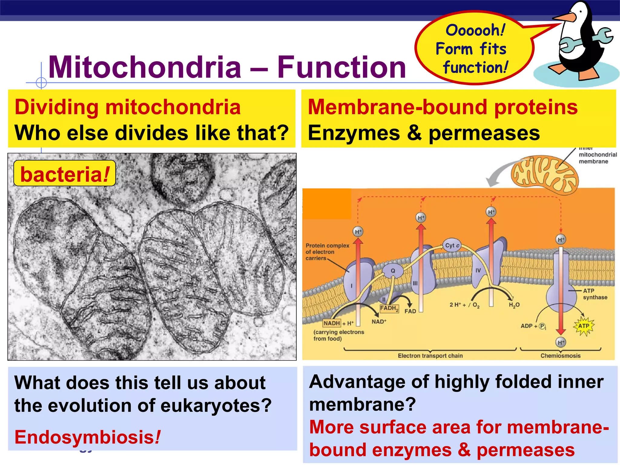 Mitochondria – Function What does this tell us about the evolution of eukaryotes? Endosymbiosis ! Dividing mitochondria Who else divides like that? Advantage of highly folded inner membrane? More surface area for membrane-bound enzymes & permeases Membrane-bound proteins Enzymes & permeases Oooooh ! Form fits  function ! bacteria ! 