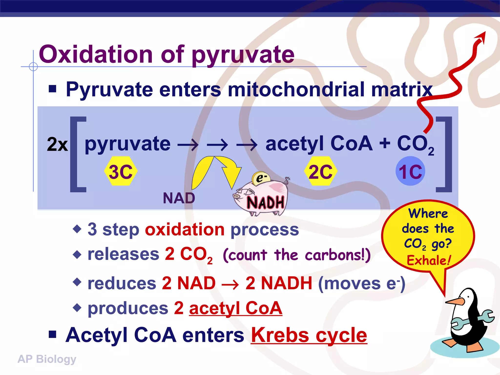 Oxidation of pyruvate Pyruvate enters mitochondrial matrix 3 step  oxidation  process releases  2 CO 2   (count the carbons!) reduces  2   NAD    2 NADH  (moves e - ) produces  2   acetyl CoA Acetyl CoA enters  Krebs cycle 3C 2C 1C Where does the CO 2  go? Exhale ! pyruvate          acetyl CoA + CO 2 NAD [ 2x ] 