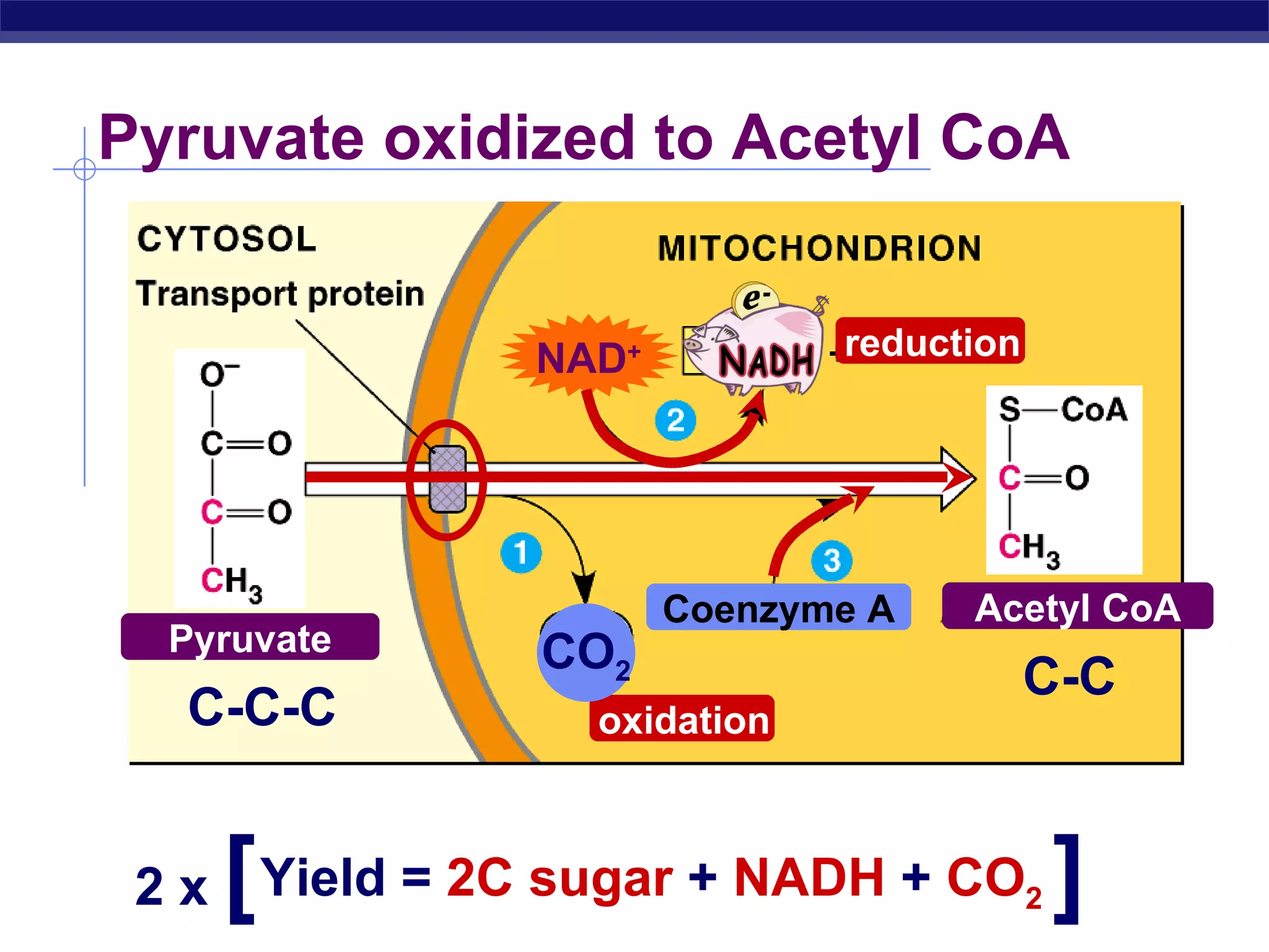 Pyruvate oxidized to Acetyl CoA  Yield =  2C sugar  +  NADH  +  CO 2 reduction oxidation Coenzyme A Pyruvate Acetyl CoA C-C-C C-C CO 2 NAD + 2 x  [ ] 