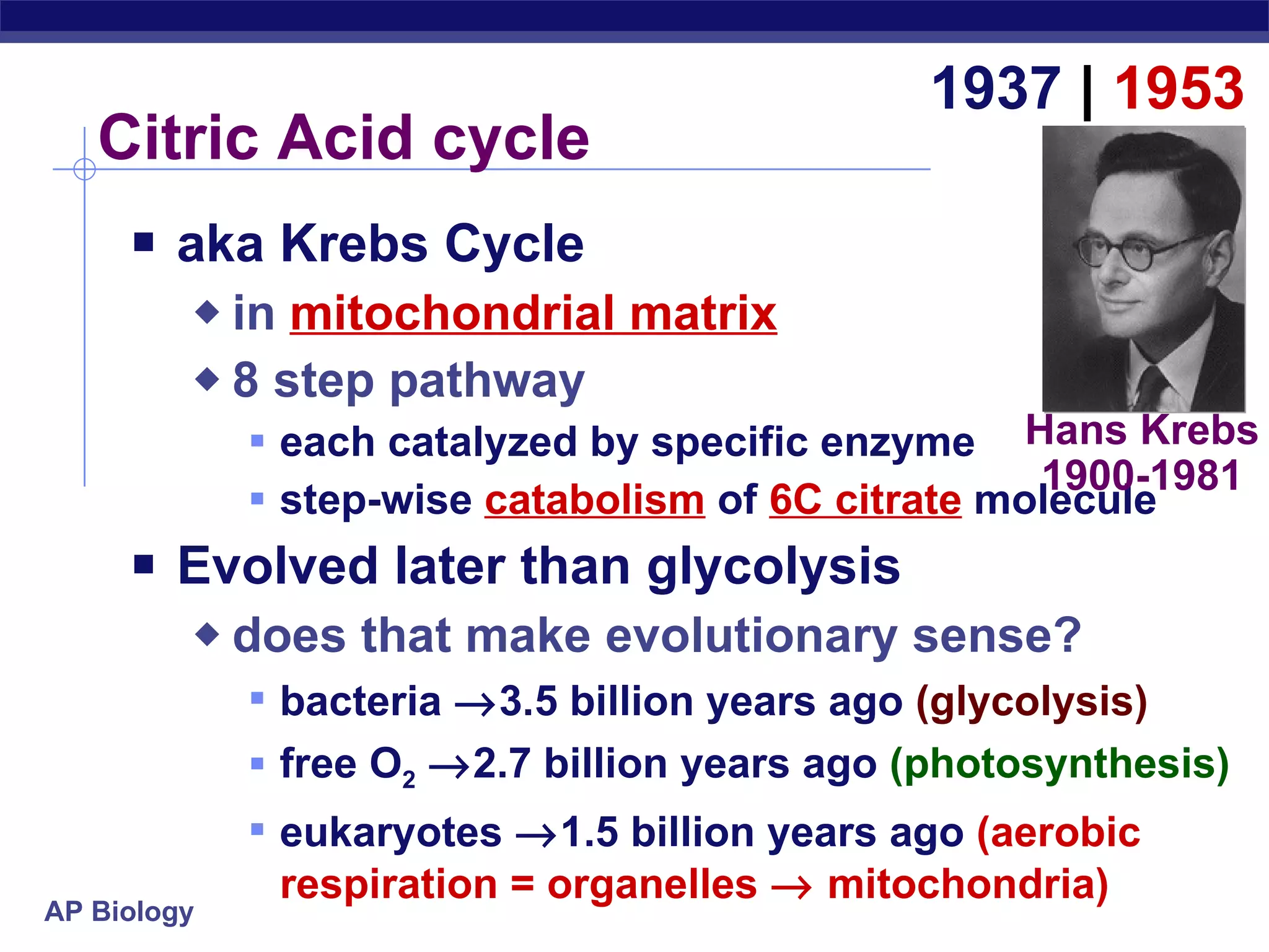 Citric Acid cycle aka Krebs Cycle in  mitochondrial matrix 8 step pathway each catalyzed by specific enzyme step-wise  catabolism  of  6C citrate  molecule Evolved later than glycolysis does that make evolutionary sense? bacteria   3.5 billion years ago  (glycolysis) free O 2    2.7 billion years ago  (photosynthesis) eukaryotes   1.5 billion years ago  (aerobic respiration = organelles    mitochondria) 1937  |  1953 Hans Krebs 1900-1981 