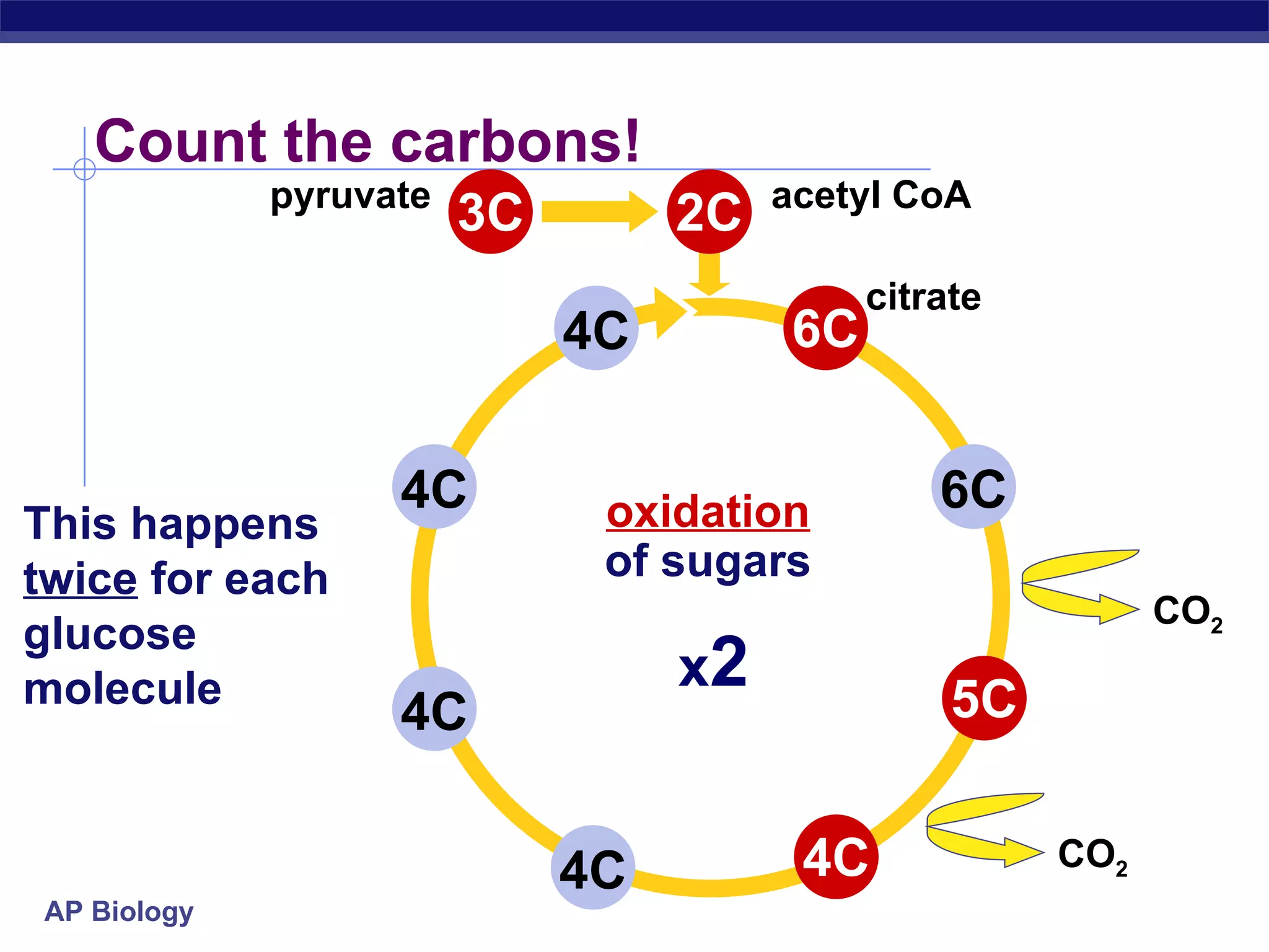 citrate acetyl CoA Count the carbons! pyruvate x 2 oxidation of sugars This happens  twice  for each glucose molecule 4C 6C 4C 4C 4C 2C 6C 5C 4C CO 2 CO 2 3C 