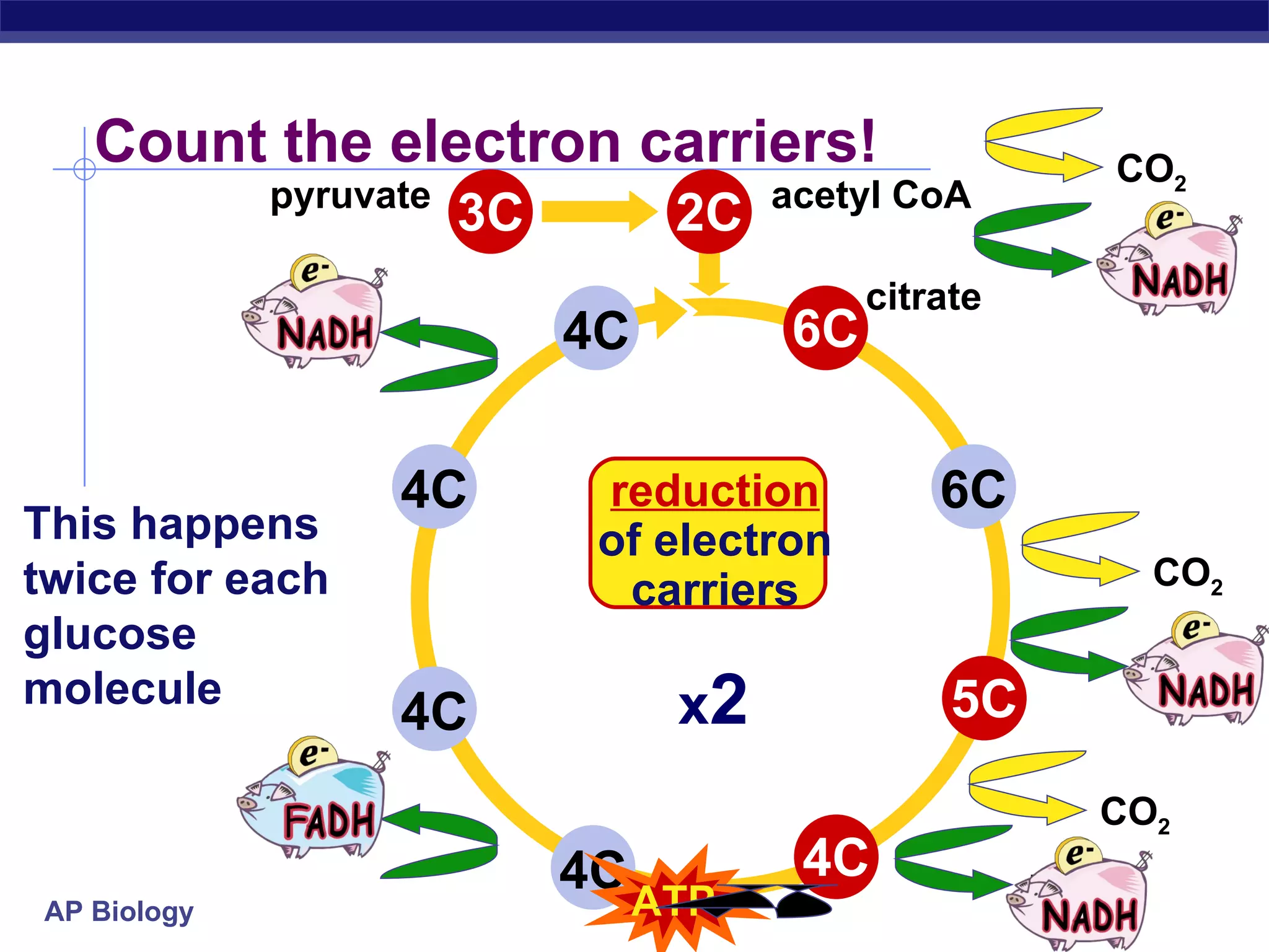 citrate acetyl CoA Count the electron carriers! pyruvate reduction of electron carriers This happens twice for each glucose molecule x 2 4C 6C 4C 4C 4C 2C 6C 5C 4C CO 2 CO 2 3C CO 2 NADH NADH NADH NADH FADH 2 ATP 