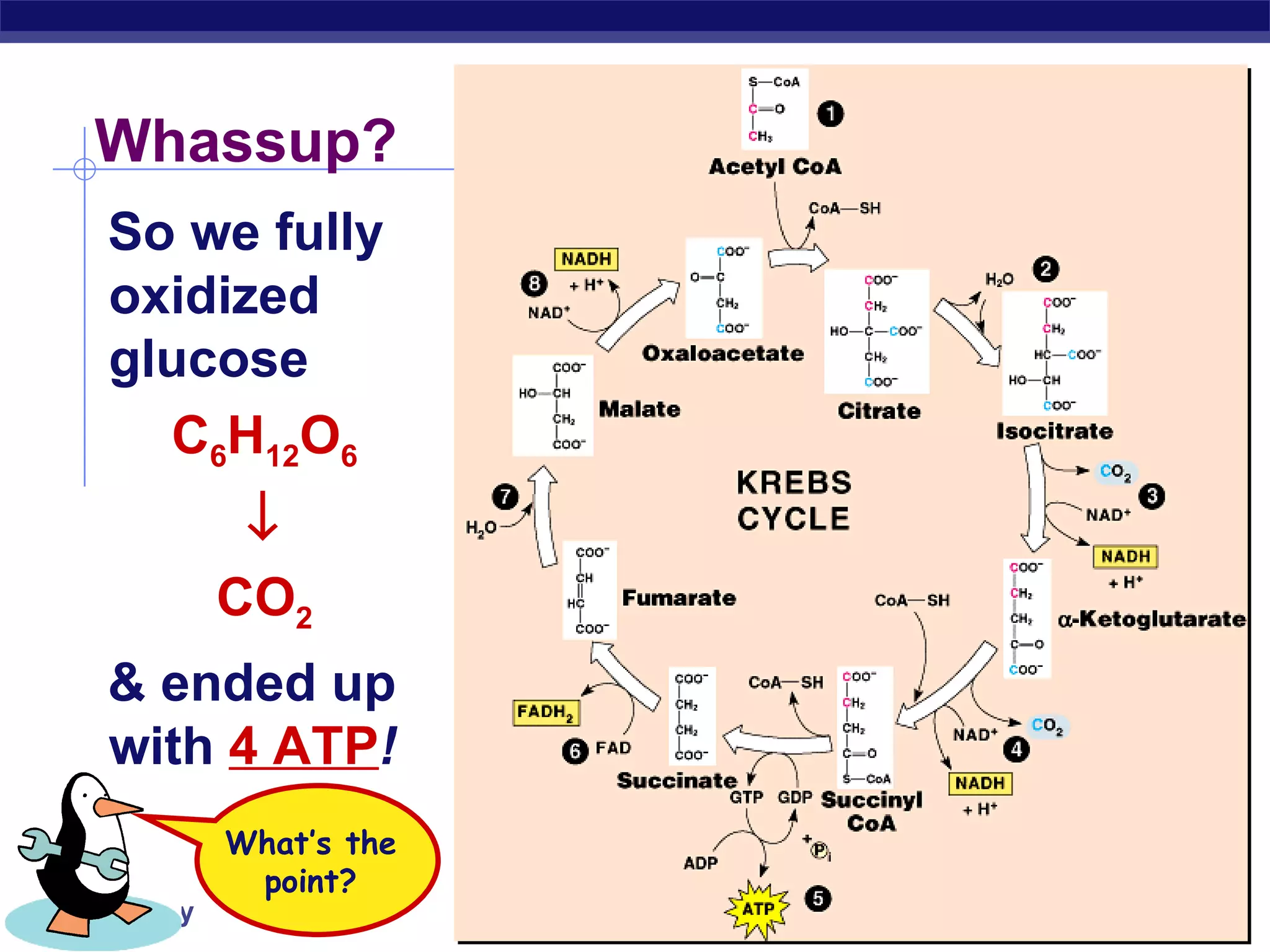 So we fully oxidized glucose  C 6 H 12 O 6  CO 2 & ended up  with  4 ATP ! Whassup? What’s the  point?  