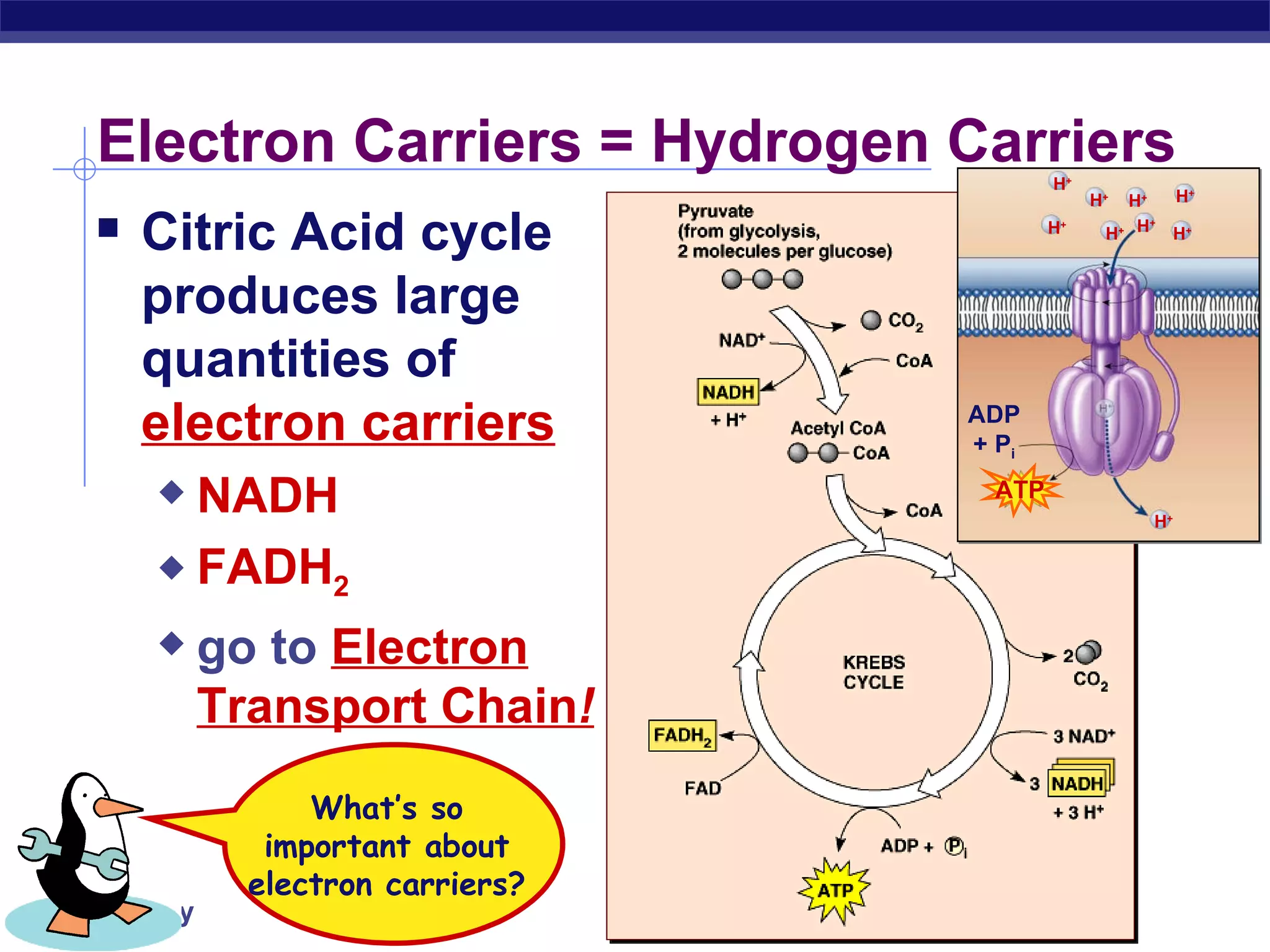 Citric Acid cycle produces large quantities of  electron carriers NADH FADH 2 go to  Electron Transport Chain ! Electron Carriers = Hydrogen Carriers What’s so  important about  electron carriers?  ATP ADP + P i H + H + H + H + H + H + H + H + H + 