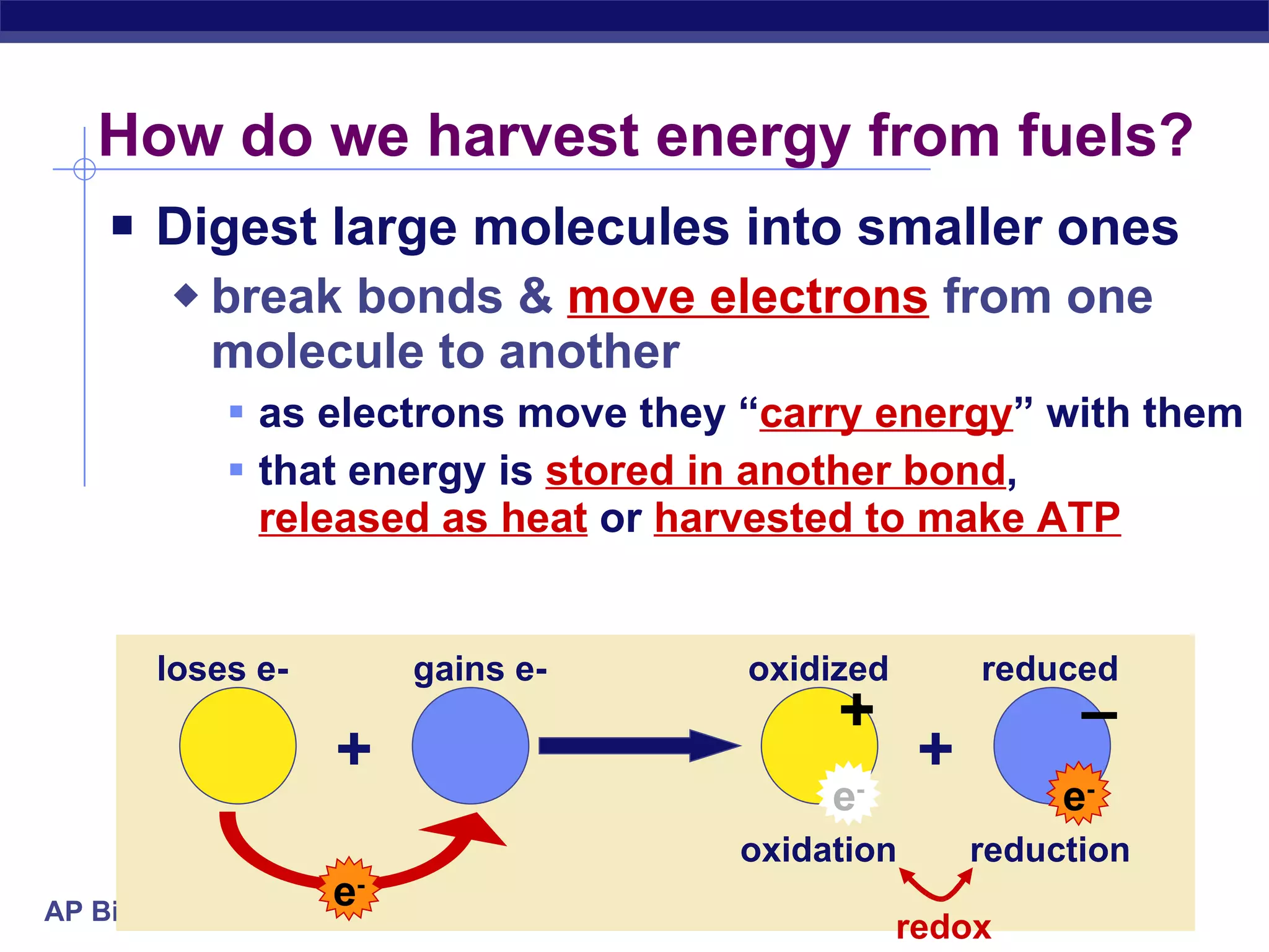 How do we harvest energy from fuels? Digest large molecules into smaller ones break bonds &  move electrons  from one molecule to another as electrons move they “ carry energy ” with them that energy is  stored in another bond ,  released as heat  or  harvested to make ATP e - + – loses e- gains e- oxidized reduced redox e - e - + + oxidation reduction 