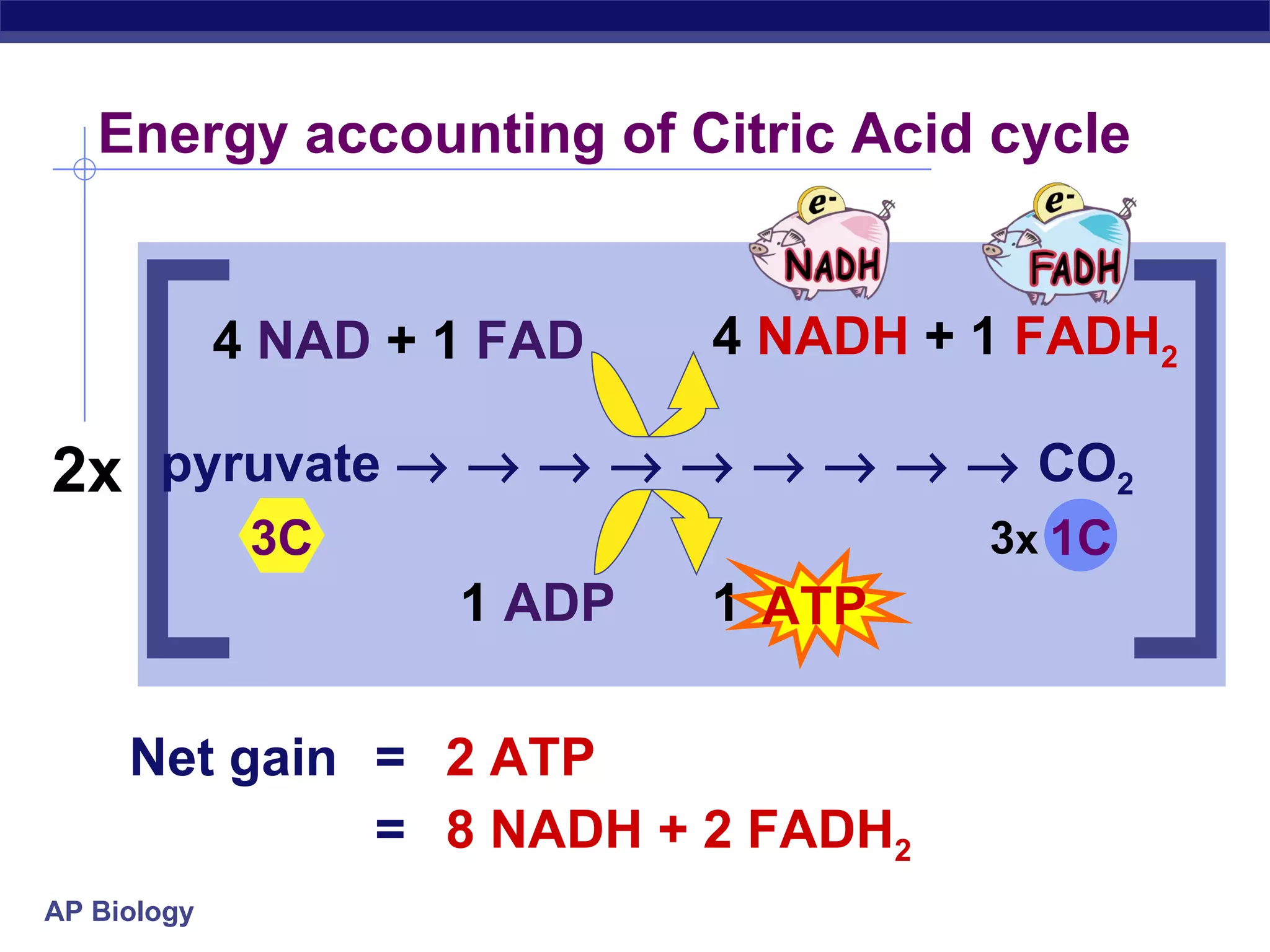 Energy accounting of Citric Acid cycle  Net gain = 2 ATP = 8 NADH + 2 FADH 2 ATP pyruvate                            CO 2 3C 1  ADP 1  ATP 2x 4  NAD   +   1  FAD 4  NADH   +   1   FADH 2 3 x 1C 