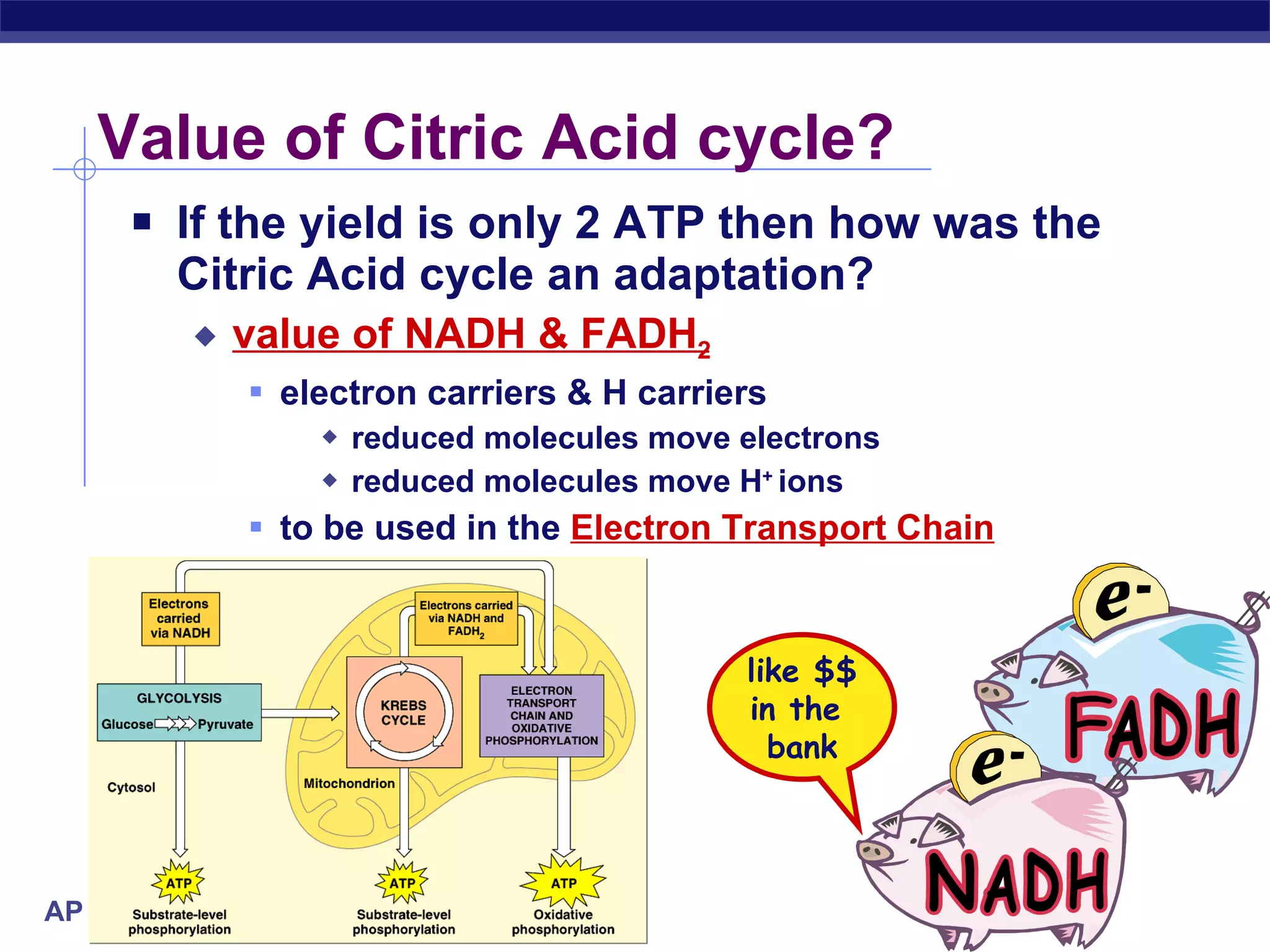 Value of Citric Acid cycle? If the yield is only 2 ATP then how was the Citric Acid cycle an adaptation? value of NADH & FADH 2 electron carriers & H carriers reduced molecules move electrons reduced molecules move H +  ions to be used in the  Electron Transport Chain like $$ in the  bank 