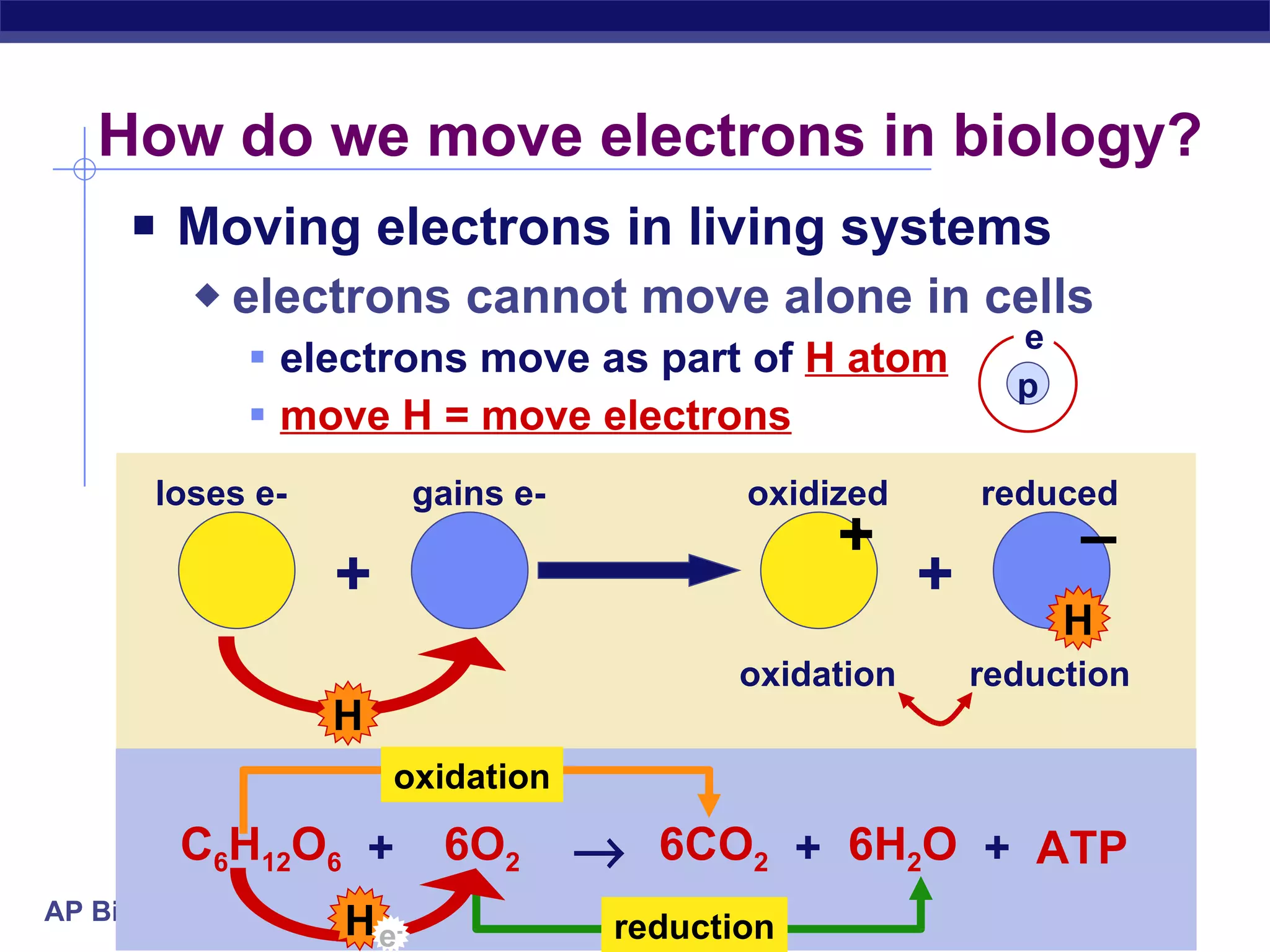 How do we move electrons in biology? Moving electrons in living systems electrons cannot move alone in cells electrons move as part of  H atom move H = move electrons oxidation reduction e - p e + H + H + – loses e- gains e- oxidized reduced oxidation reduction C 6 H 12 O 6 6O 2 6CO 2 6H 2 O ATP  + + + H 