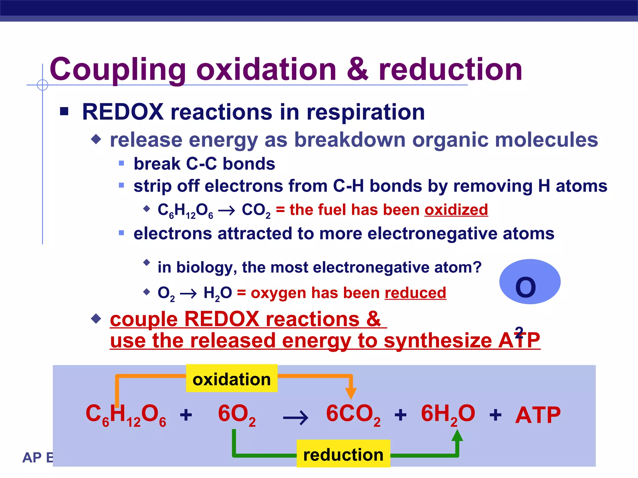 Coupling oxidation & reduction REDOX reactions in respiration  release energy as breakdown organic molecules break C-C bonds strip off electrons from C-H bonds by removing H atoms C 6 H 12 O 6      CO 2  =   the   fuel has been  oxidized electrons attracted to more electronegative atoms in biology, the most electronegative atom?  O 2      H 2 O  =   oxygen has been  reduced couple REDOX reactions &  use the released energy to synthesize ATP O 2   C 6 H 12 O 6 6O 2 6CO 2 6H 2 O ATP  + + + oxidation reduction 