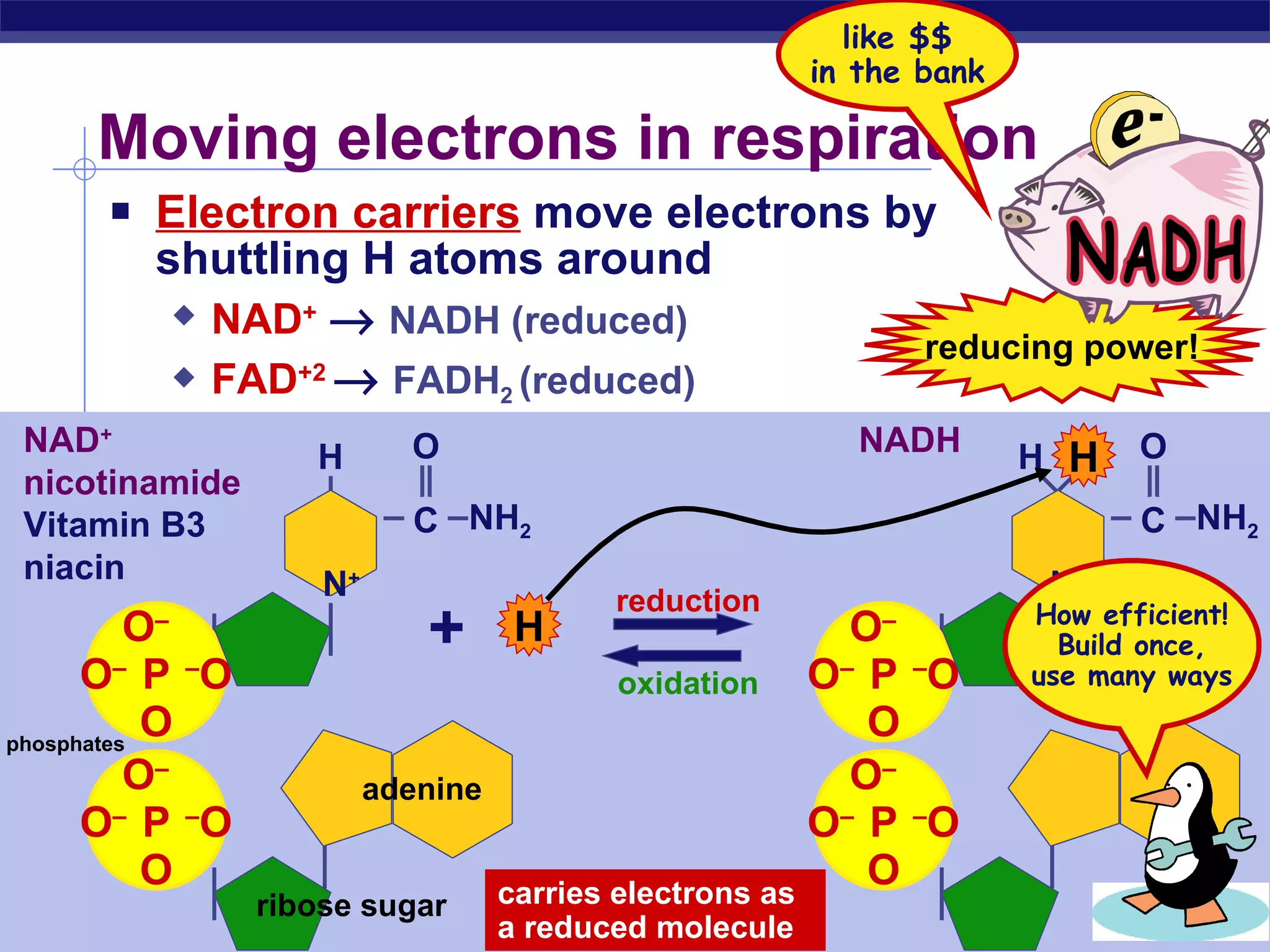 Moving electrons in respiration Electron carriers  move electrons by  shuttling H atoms around NAD +      NADH (reduced) FAD +2      FADH 2  (reduced) NADH carries electrons as a reduced molecule reducing power! H like $$ in the bank + H reduction oxidation P O – O – O – O P O – O – O – O C C O NH 2 N + H adenine ribose sugar phosphates NAD + nicotinamide Vitamin B3 niacin P O – O – O – O P O – O – O – O C C O NH 2 N + H How efficient! Build once, use many ways 