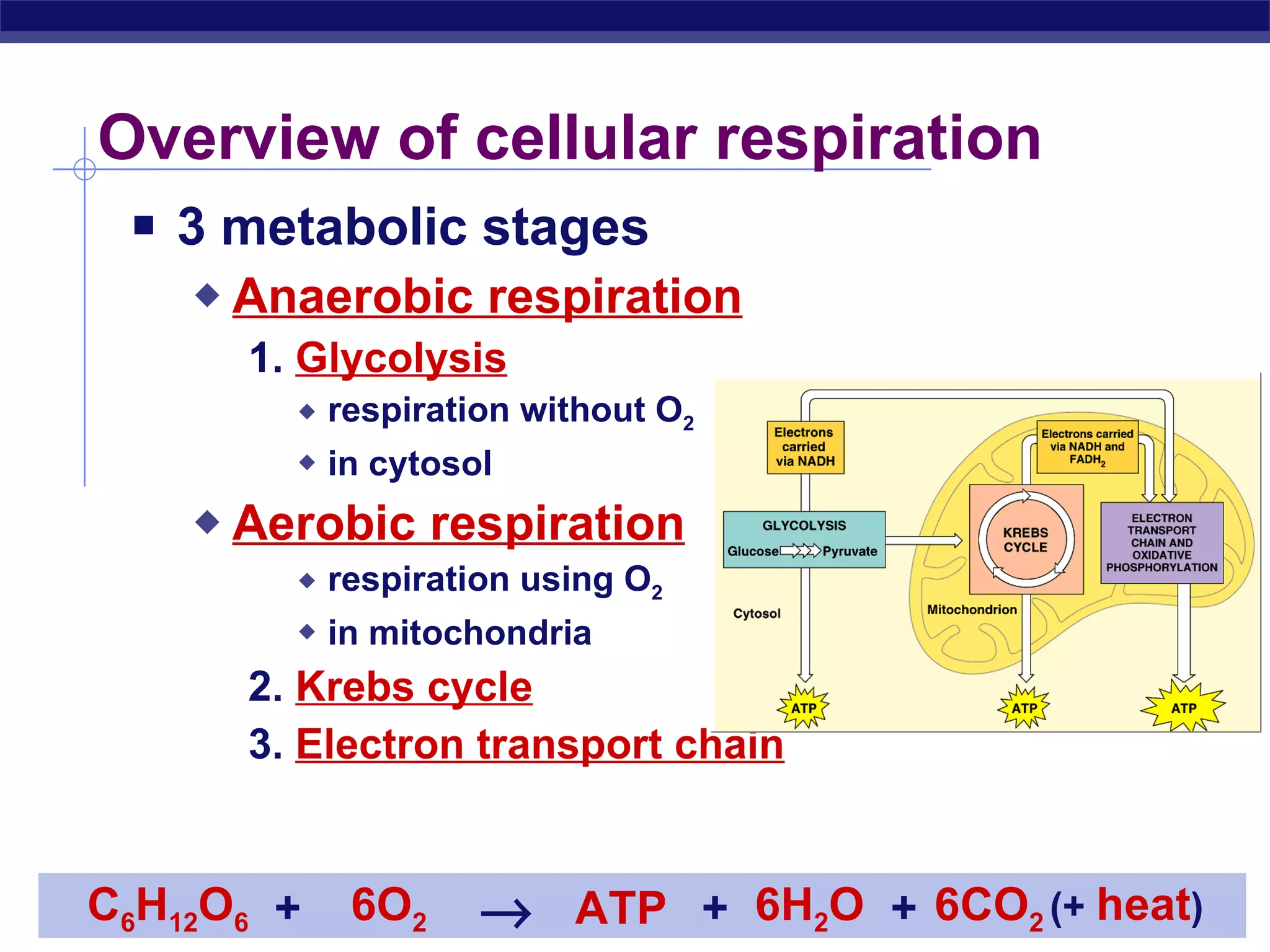 Overview of cellular respiration 3 metabolic stages Anaerobic respiration 1.  Glycolysis respiration without O 2 in cytosol Aerobic respiration respiration using O 2 in mitochondria 2.  Krebs cycle 3.  Electron transport chain (+  heat ) C 6 H 12 O 6 6O 2 ATP 6H 2 O 6CO 2  + + + 