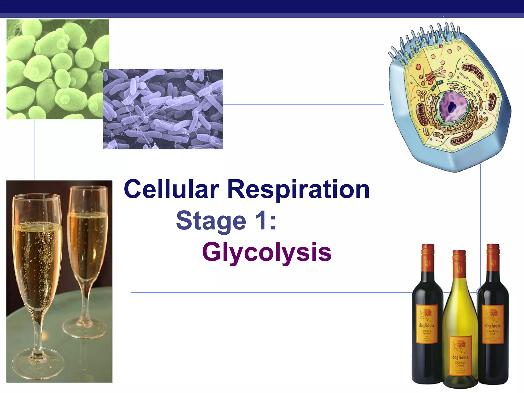2007-2008 Cellular Respiration Stage 1: Glycolysis 