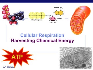 Cellular Respiration Harvesting Chemical Energy 2006-2007 ATP 
