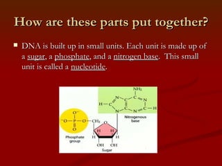 How are these parts put together? DNA is built up in small units. Each unit is made up of a sugar , a phosphate , and a nitrogen base . This small unit is called a nucleotide .