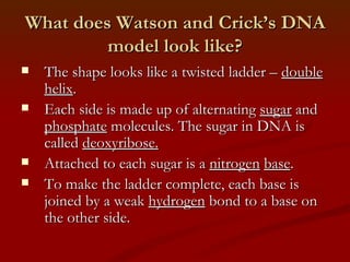 What does Watson and Crick’s DNA model look like? The shape looks like a twisted ladder – double helix . Each side is made up of alternating sugar and phosphate molecules. The sugar in DNA is called deoxyribose. Attached to each sugar is a nitrogen base . To make the ladder complete, each base is joined by a weak hydrogen bond to a base on the other side.