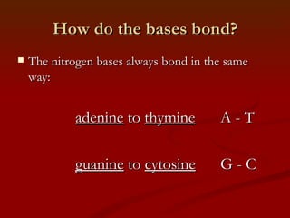 How do the bases bond? The nitrogen bases always bond in the same way: adenine to thymine A - T guanine to cytosine G - C