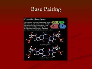 Base Pairing