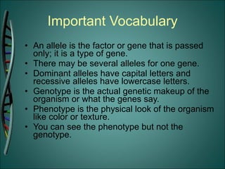Important Vocabulary An allele is the factor or gene that is passed only; it is a type of gene. There may be several alleles for one gene. Dominant alleles have capital letters and recessive alleles have lowercase letters. Genotype is the actual genetic makeup of the organism or what the genes say. Phenotype is the physical look of the organism like color or texture. You can see the phenotype but not the genotype. 