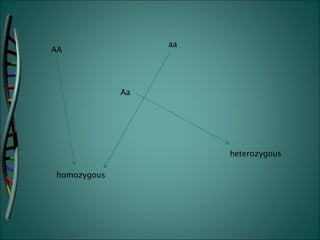 AA aa Aa homozygous heterozygous 