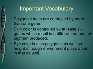 Important Vocabulary Polygenic traits are controlled by more than one gene. Skin color is controlled by at lease six genes which result is a different amount of pigment produced. Eye color is also polygenic as well as height although environment plays a part in that as well. 
