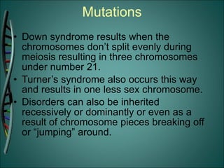 Mutations Down syndrome results when the chromosomes don’t split evenly during meiosis resulting in three chromosomes under number 21. Turner’s syndrome also occurs this way and results in one less sex chromosome. Disorders can also be inherited recessively or dominantly or even as a result of chromosome pieces breaking off or “jumping” around. 