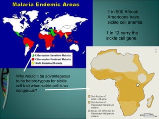 Why would it be advantageous to be heterozygous for sickle cell trait when sickle cell is so dangerous? 1 in 500 African Americans have sickle cell anemia. 1 in 12 carry the sickle cell gene. 
