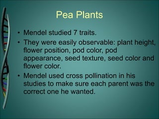 Pea Plants Mendel studied 7 traits. They were easily observable: plant height, flower position, pod color, pod appearance, seed texture, seed color and flower color. Mendel used cross pollination in his studies to make sure each parent was the correct one he wanted. 