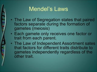 Mendel’s Laws The Law of Segregation states that paired factors separate during the formation of gametes (meiosis) Each gamete only receives one factor or trait from each parent. The Law of Independent Assortment sates that factors for different traits distribute to gametes independently regardless of the other trait. 