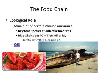 The Food Chain
• Ecological Role
  – Main diet of certain marine mammals
     • Keystone species of Antarctic food web
     • Blue whales eat 40 million krill a day
            – So why haven't krill gone extinct?
  – Krill
 