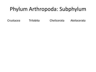 Phylum Arthropoda: Subphylum
Crustacea   Trilobita   Chelicerata   Atelocerata
 